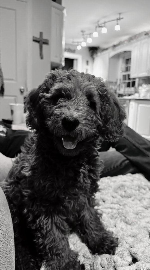 Maggie, Dog